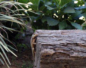 wooden fence on the ground
