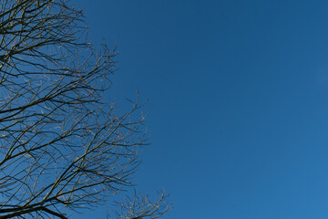Fototapeta na wymiar dry tree branches with clear blue sky background sunny day 