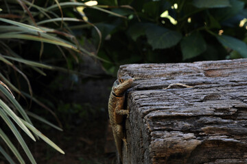 lizard on the trunk