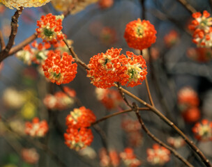 アカバナミツマタ