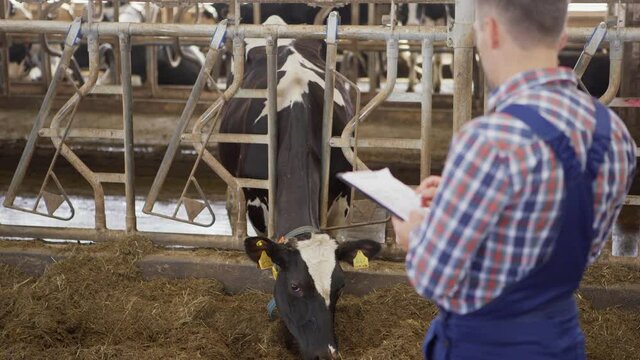 Tilt up medium shot of farm worker in uniform examining dairy cow with ear tag eating hay in stall and taking notes in report on clipboard, then walking away