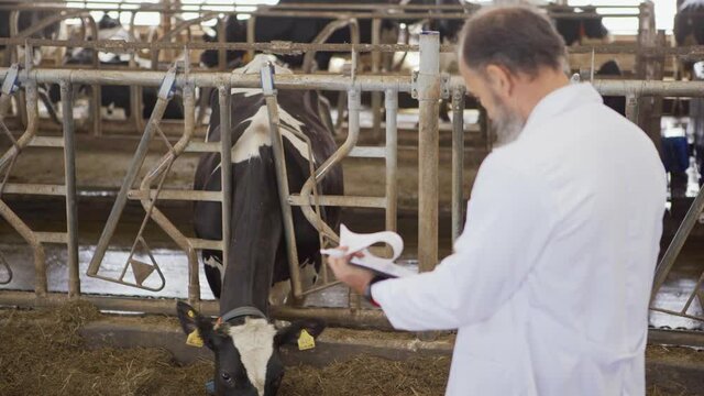 Tilt up medium shot of agricultural scientist or veterinarian in white coat examining dairy cow with ear tag eating hay in stall and taking notes in report on clipboard, then walking away