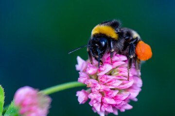 Close-Up Of Bumblebee On Lavender  Bee pollinating lavender