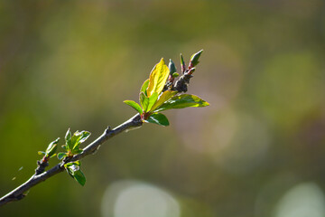 leaves on a branch