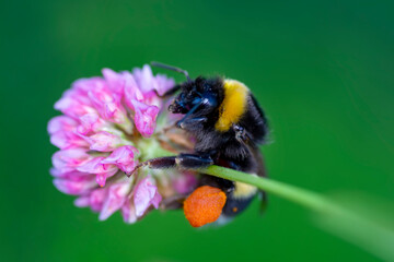 Close-Up Of Bumblebee On Lavender  Bee pollinating lavender