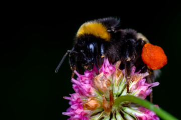 Close-Up Of Bumblebee On Lavender  Bee pollinating lavender