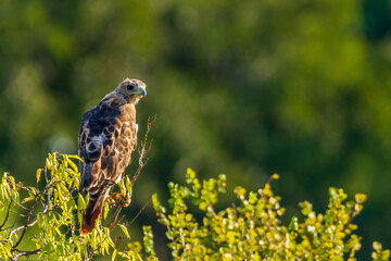 red tailed hawk perched on a branch