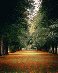 Autumn day down avenue of trees - obrazy, fototapety, plakaty