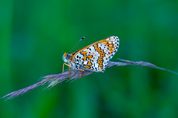 Macro shots, Beautiful nature scene. Closeup beautiful butterfly sitting on the flower in a summer garden.

