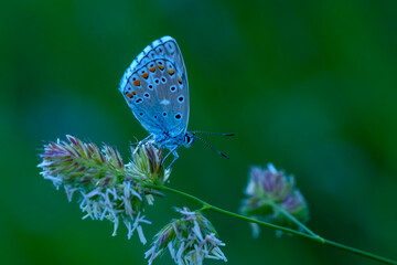Macro shots, Beautiful nature scene. Closeup beautiful butterfly sitting on the flower in a summer garden.

