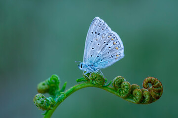 Macro shots, Beautiful nature scene. Closeup beautiful butterfly sitting on the flower in a summer garden.

