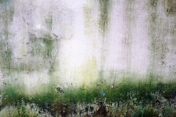 Weathered white concrete wall with green algae background and texture