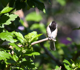 Black-capped Chickadee Bird Perched on Branch with Sunflower Seed Held in its Feet About to Crack it Open