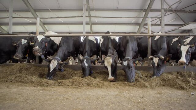 Front view lockdown shot of large group of dairy cows eating hay standing in livestock stalls in farm cowshed