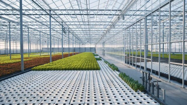 Agriculture concept. Tour inside huge commercial greenhouse with varieties of vegetables growing. Technologies in agribusiness. Greenery.
