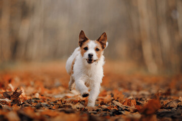 dog in yellow leaves. Happy jack russell terrier running in nature in autumn park