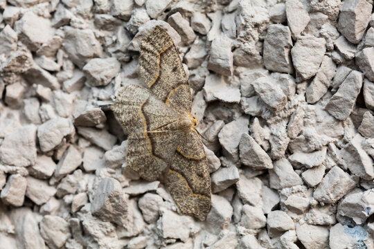 western hemlock looper moths