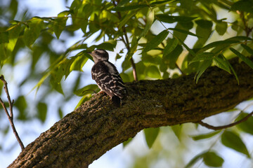 Baby Downy Woodpecker Bird Perched on Tree Limb Looking up with Green Leaves Blurred in Background