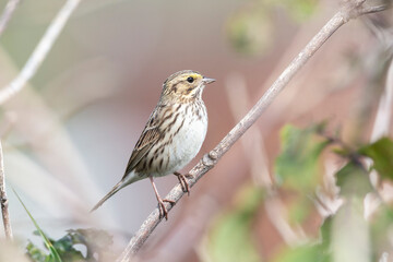 Savannah sparrow bird