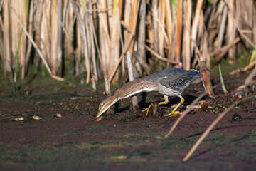 Green heron bird