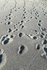 Fototapeta na wymiar Many footsteps on a sandy beach