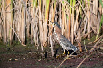 Green heron bird