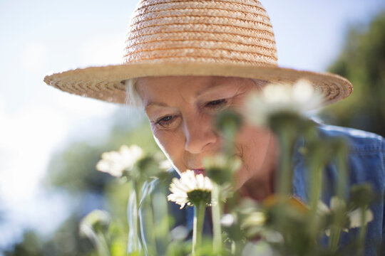 Close Up Senior Woman In Straw Hat Smelling Flowers In Garden