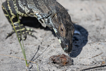 A big lizard on the sand testing a piece of meat.