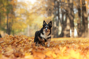 Fototapeta na wymiar dog in the leaves in nature. Border collie in autumn park. 