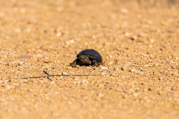 Tiny baby turtle in the middle of a dirt path in a park