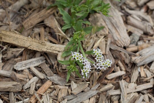 Purple and white Scorpioid cyme inflorescences, Salt Heliotrope, Heliotropium Curassavicum, Boraginaceae, native herbaceous perennial, Ballona Freshwater Marsh, Southern California Coast, Summer.