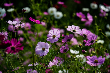 Fototapeta premium 瀬の本高原のコスモス