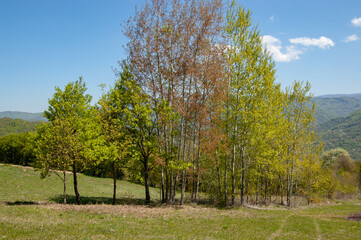Obraz premium Different tree colors in the spring