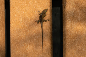 Anole lizard clinging to the side of a brown board