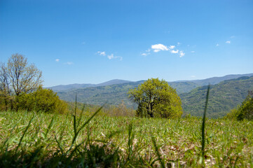 Fototapeta na wymiar landscape with grass and sky