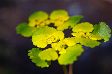 Macro shoot of tiny flower