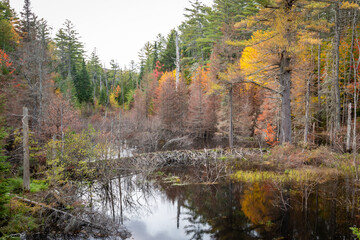 A swamp during peak foliage in the Adirondacks.  - 382024931