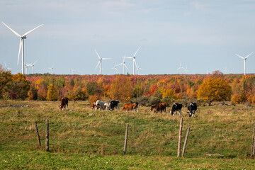 A herd of cattle with windmills in the background.  - 382024983