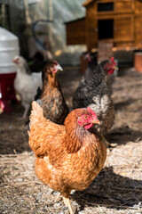 Red hen. Family breeding of laying hens in a spacious aviary and henhouse.