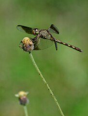 fly on leaf