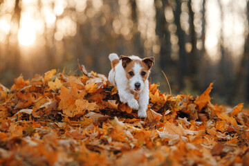 dog in yellow leaves. Happy jack russell terrier running in autumn park