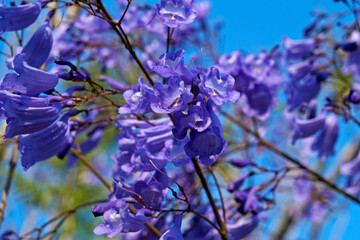 Blue jacaranda flowers (Jacaranda mimosifolia)