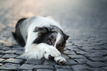 Naklejka na ściany i meble nice dog in the city. Marble border collie lies on the asphalt. 