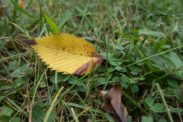 Single yellow leaf on the grass