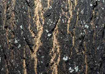 
natural dark wood texture