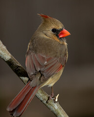 Female Cardinal Profile on a branch