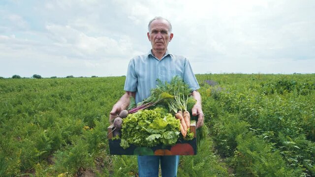 Happy agricultural worker holding basket with organic pharvesting vegetables on summer day. Portrait of prud old farmer growing organic food. Agriculture.