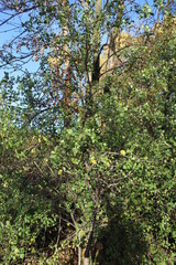 Fototapeta na wymiar tree in the park