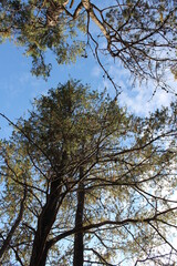 trees in the sky