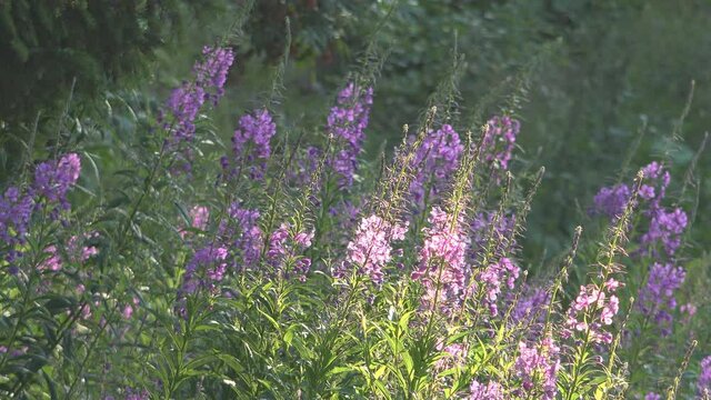 Mountain purple flowers against sunset light
